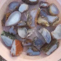 فروش انواع شجرهای بهاره و پاییزه و انواع عقیق