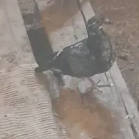 یک جفت جوجه کفتر فروشی