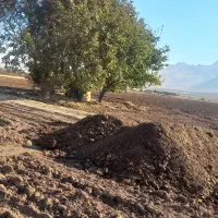 کود حیوانی