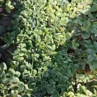 نهال سابرینا دانسته نهال ضمانتی|خدمات باغبانی و درختکاری|دلند, |دیوار