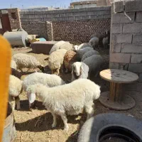 بره ماده و میش|حیوانات مزرعه|بیرجند, |دیوار