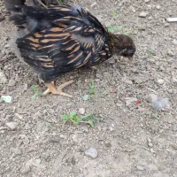 جوجه ویاندوت،لاکنزی،بومی ایام سمانی