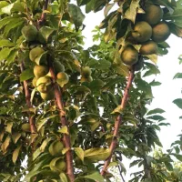 ۴۰۵ متر باغ توسکستان|فروش زمین و ملک کلنگی|گرگان, |دیوار