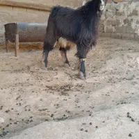 بزغاله نر چاق چرداول