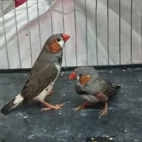 3 عدد فنچ نر و ماده  با قفس و وسایل