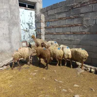 ۷عددگوسفندبزرگ وغالی