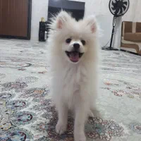 سگ پامر