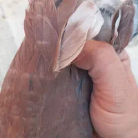 کفتر سرخ عتیقه|پرنده|برخوار, |دیوار