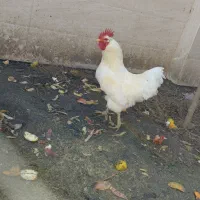 خروس محلی سفید اصل|حیوانات مزرعه|بابل, |دیوار