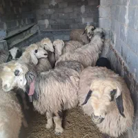 میش داشتی|حیوانات مزرعه|خانمیرزا, |دیوار