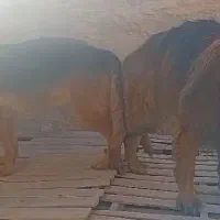 جفت سگ ژرمن نرو ماده (ماده حامله)