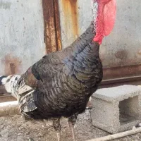 بوقلمون نر