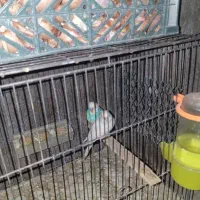 مرغ عشق جفت|پرنده|یاسوج, |دیوار