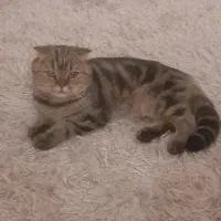 اسکاتیش ماده
