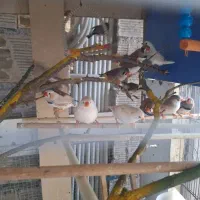 سلام فنچ انگلیسی و هاف و ...حدود ۲۰ عدد