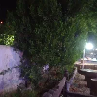پرسنل کافه و باغ