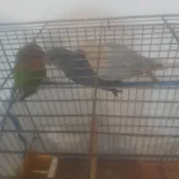 عروس هلندی،طوطی برزیلی،فنج،م با ملنگو و راهب|پرنده|شیراز, شهرک پرواز|دیوار