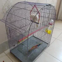 قفس بزرگ