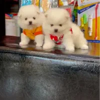 لاتاری پامر عروسکی