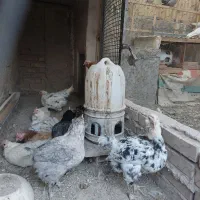 مرغ گلین اصیل