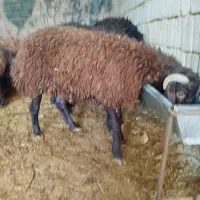بره نر