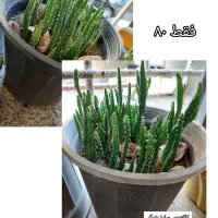 گلهای شاداب وارزان|گل و گیاه طبیعی|چابهار, |دیوار