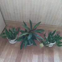 گل های زیبا