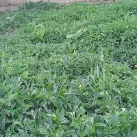 شتیل گوجه فرنگی
