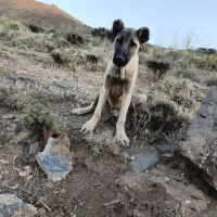 توله سگ سرابی