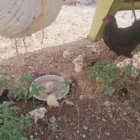 فروش فوری جوجه ۱هفته ۱۶دونه بامرغ فروخته میشه