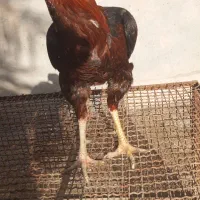 خروس|حیوانات مزرعه|میناب, |دیوار