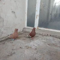 رنگی|پرنده|شوشتر, |دیوار