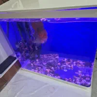 فلاور هورن ۲۵+|ماهی|کرمان, |دیوار