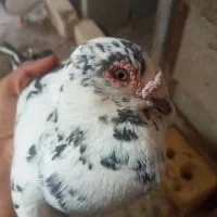 کبوتر مسافتی