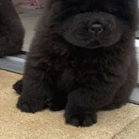 خپلی های چاوچاو