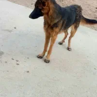 سگژرمناصل|سگ|پیشوا, |دیوار