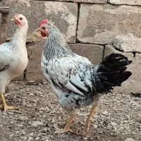 فروش مرغ وخروس|حیوانات مزرعه|گتوند, |دیوار