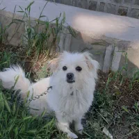 سگ پاکوتاه ماده