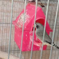 یک جفت فنچ مولد لپ سیاه بدون قفس