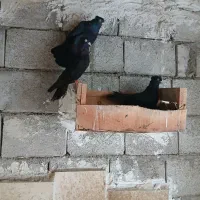 ۱۱عدد کبوتر زاغ