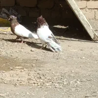 کبوتر فروشی