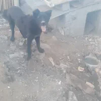 سگ سرابی