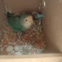 فروش یک جفت کوتوله خاص به شدت مولد باتمامی لوازم