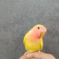 طوطی کوتوله برزیلی