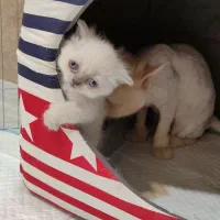 گربه اسکاتیش