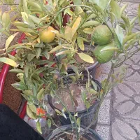 درخت لیمو چهارفصل و نارنگی ثمر دار