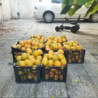 نارنج تازه چین آبدار|گل و گیاه طبیعی|گرگان, |دیوار