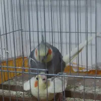 عروس هلندی بالغ|پرنده|پیر بکران, |دیوار