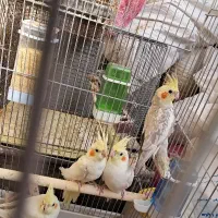 عروس هلندی جفت با جوجه