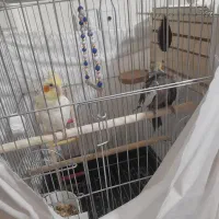 یک جفت نرو ماده عروس هلندی نر میخونه|پرنده|فردیس, شهرک شهید حسینی|دیوار